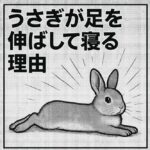 うさぎが足を伸ばして寝る理由｜完全リラックスの証拠を紹介