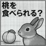 うさぎは桃を食べられる？安全な与え方と注意したい種・皮の危険性をやさしく解説