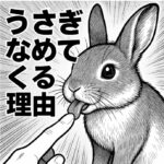うさぎがなめてくる理由｜愛情表現と甘えのサインを徹底解説