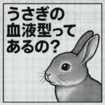 うさぎの血液型ってあるの？A型・B型・O型とは違う独自の分類を解説