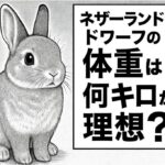 ネザーランドドワーフの体重は何キロが理想？健康状態を見極めるチェックポイントも解説