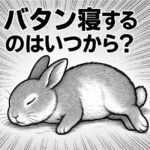 うさぎがバタン寝するのはいつから？リラックスサインの見分け方
